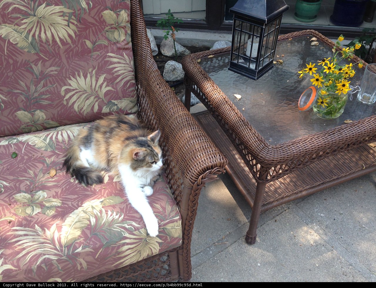 Feline Furniture