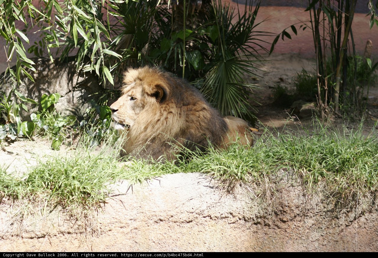 King of the Jungle