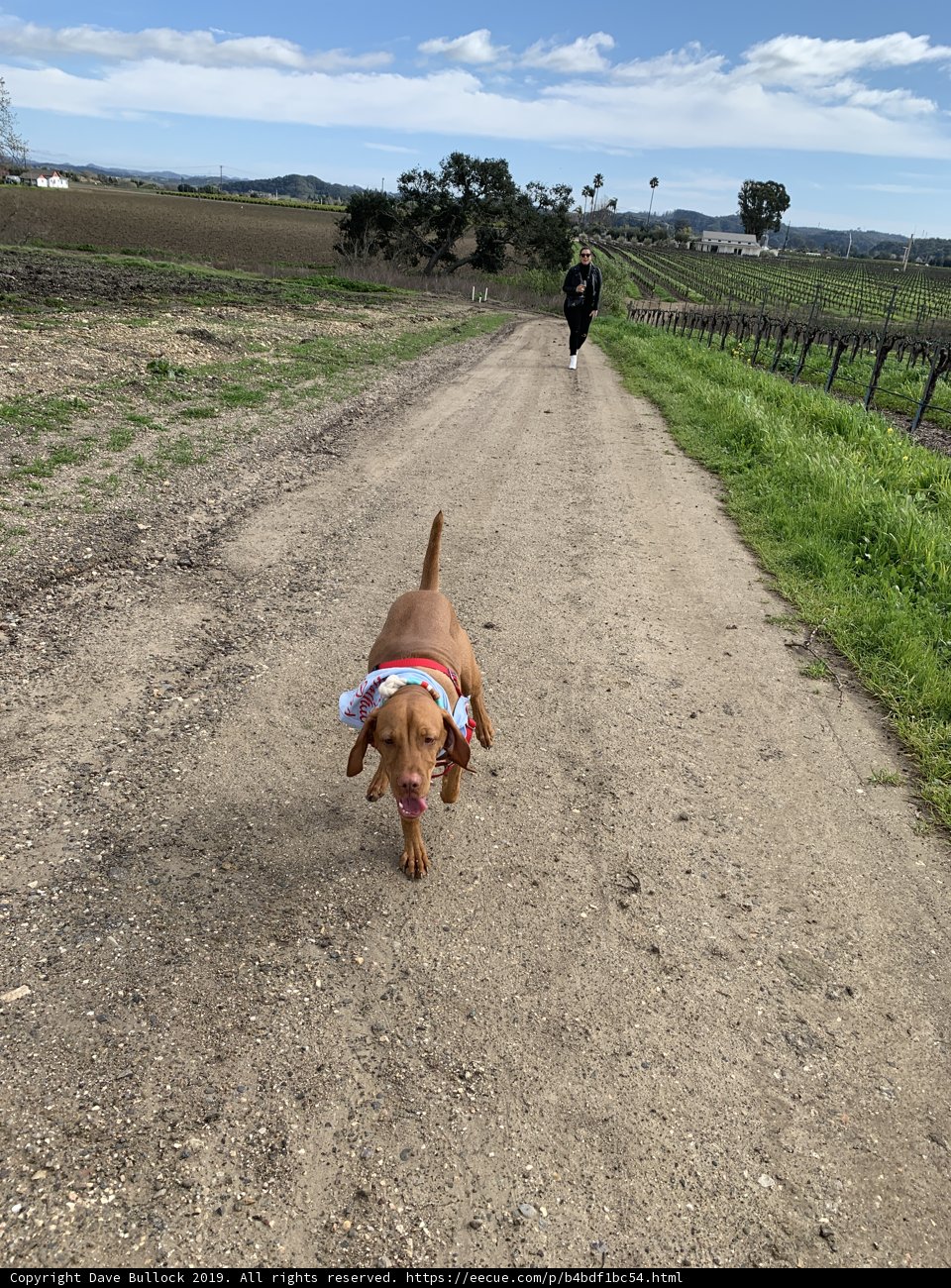 A Canine-Companion Running Free