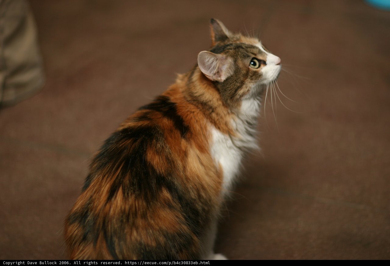 Calico Cat