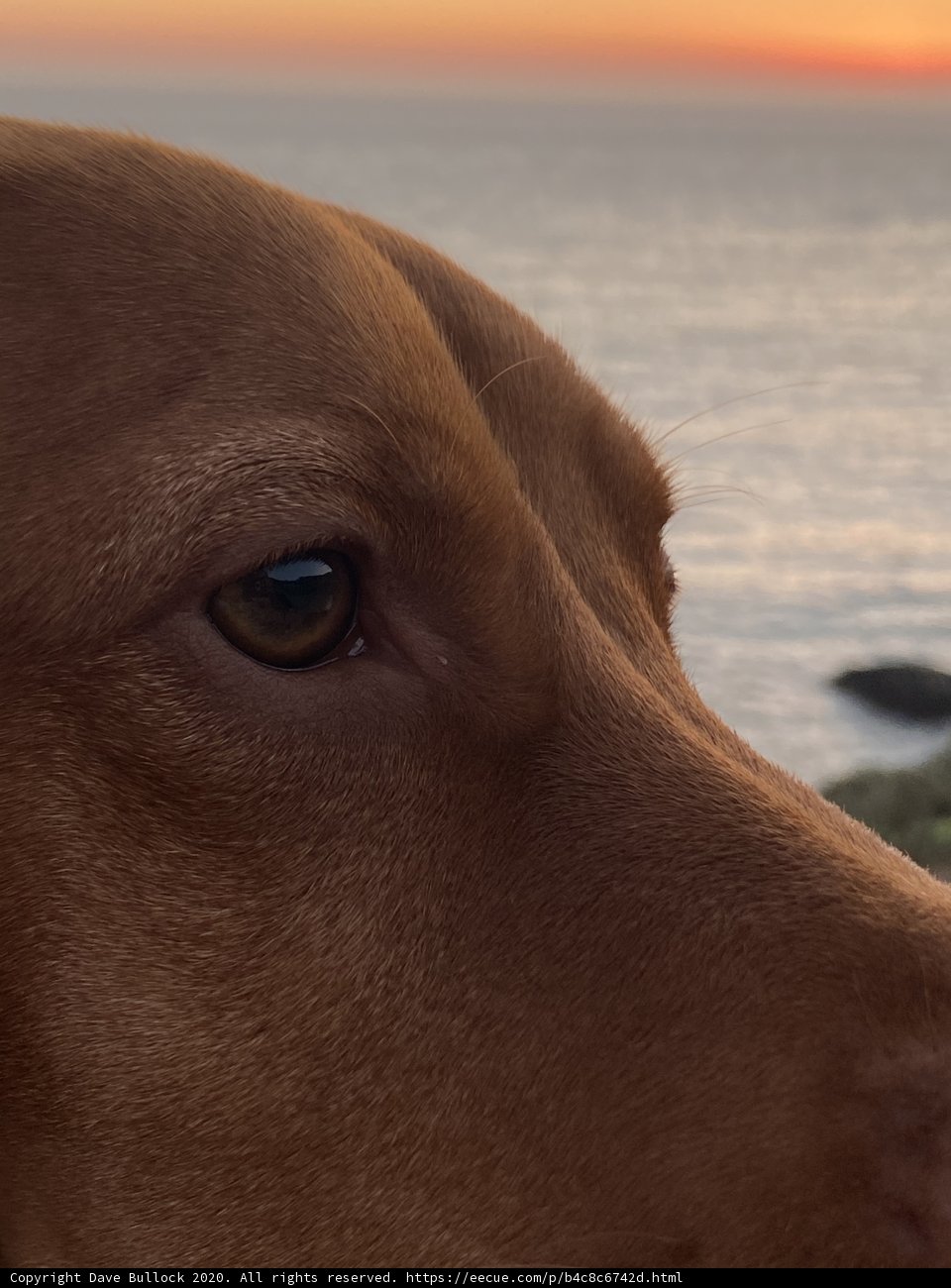 Tranquil Sunset with my Vizsla
