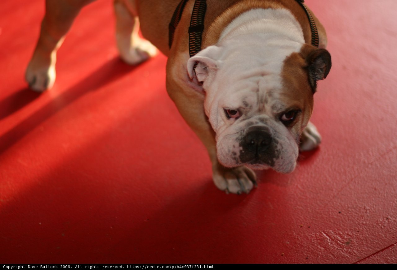 Bulldog on a Leash