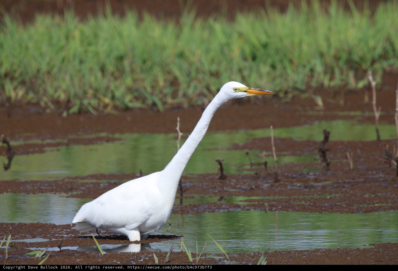 Great Egret Wading in Muddy Wetland Waters