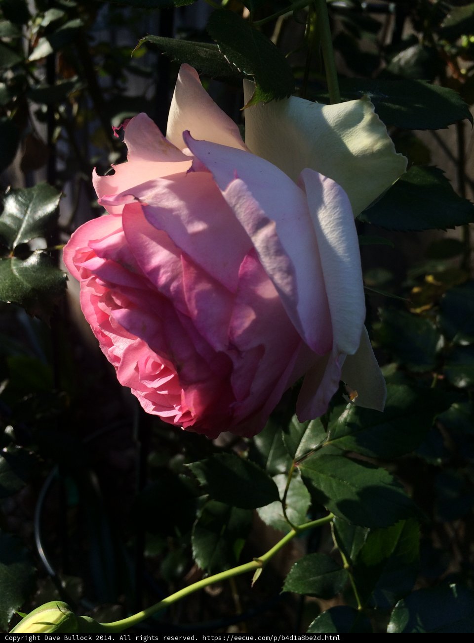 Blooming Rose in Altadena