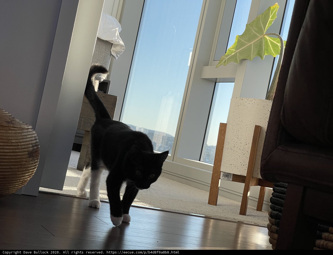 A Feline Stroll on Hardwood Flooring