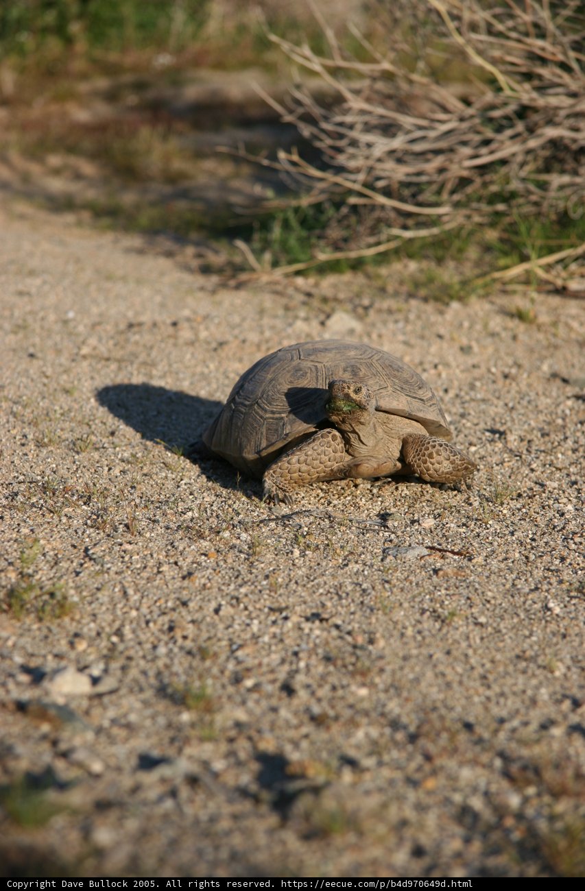 Slow and Steady