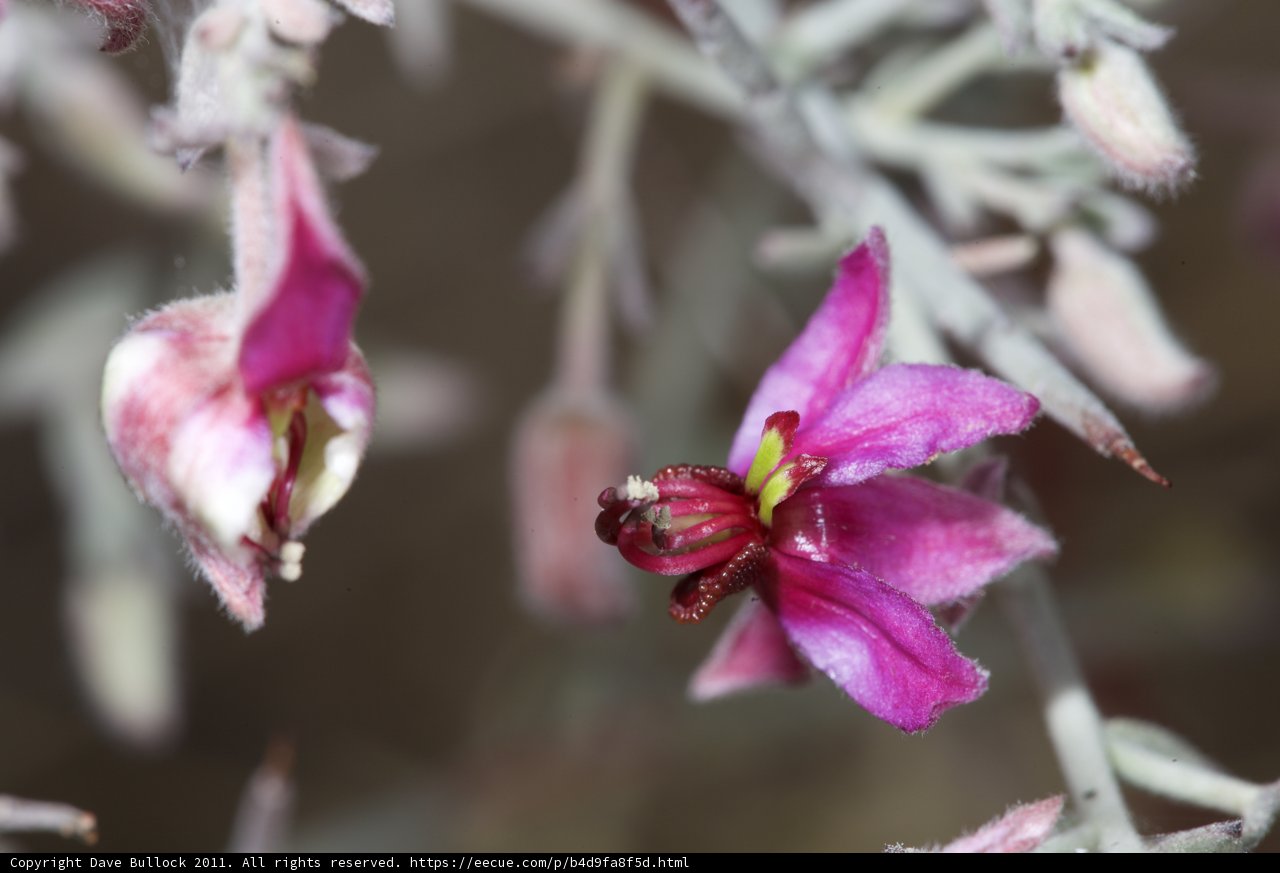 Geranium Blossom
