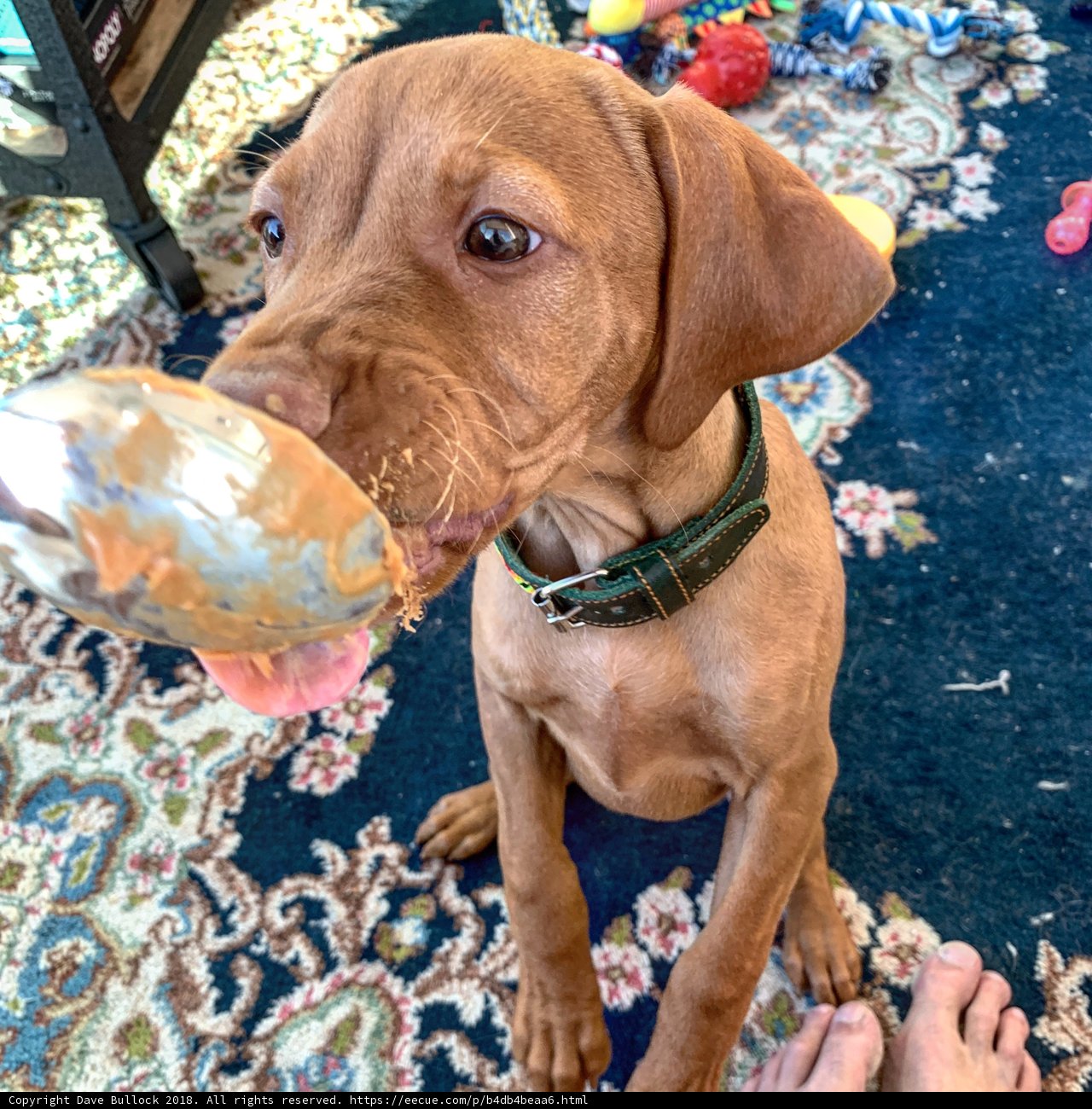 Canine Fun