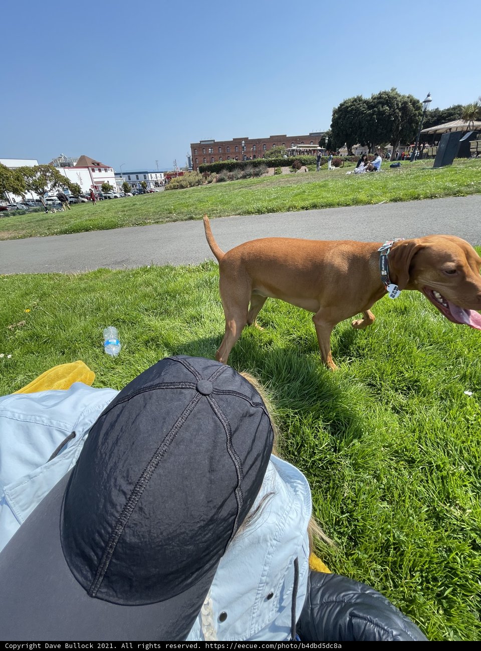Majestic Canine in Nature's Lap