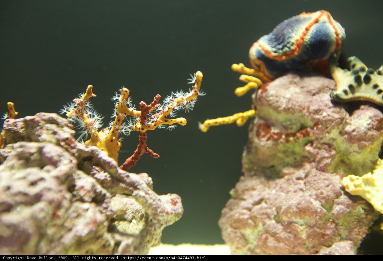 Colorful Sea Anemone and Coral on Rock