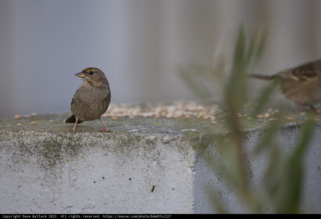 Birds of a Feather: Companions on Concrete