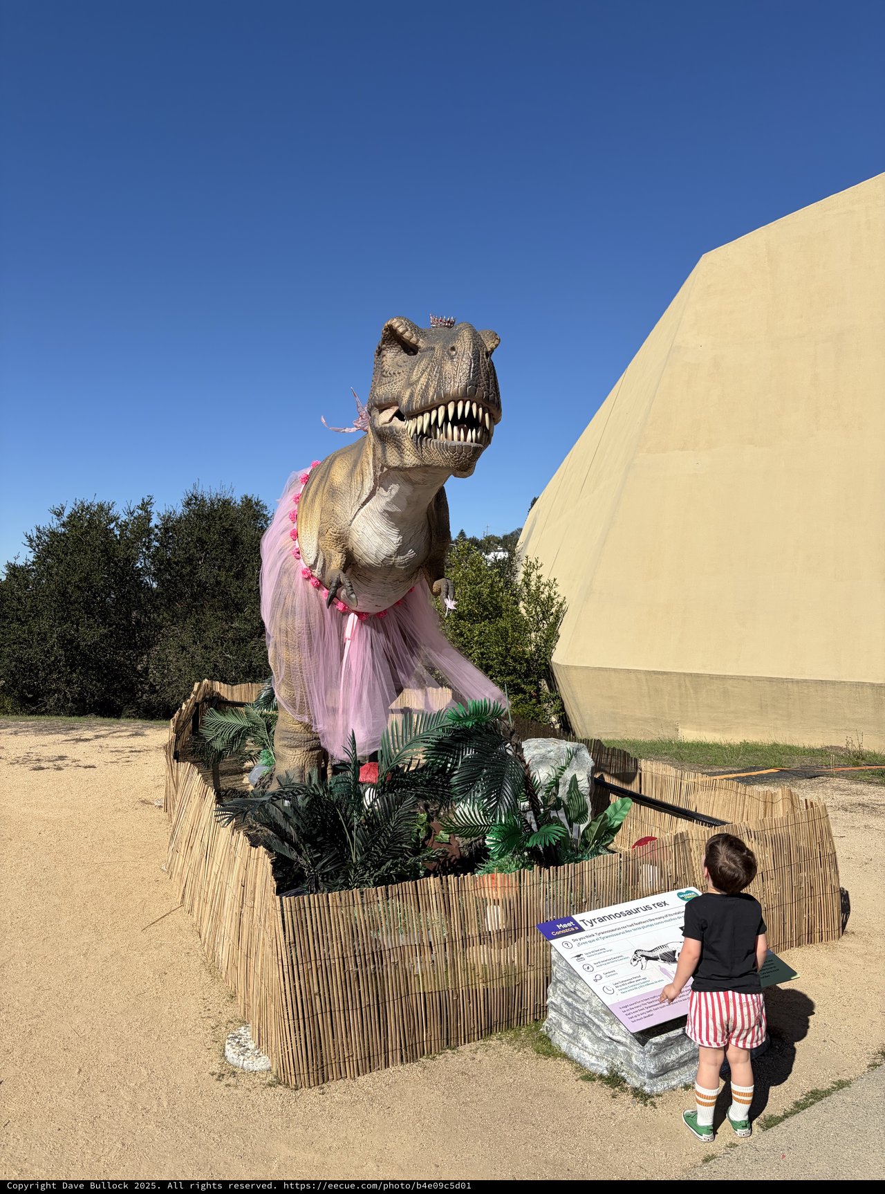 Child Observes T-Rex Wearing Pink Tutu Display
