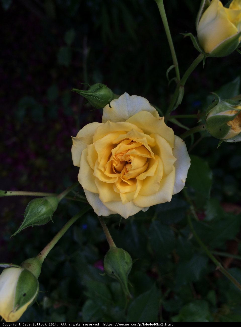 A Sunny Yellow Rose in Altadena