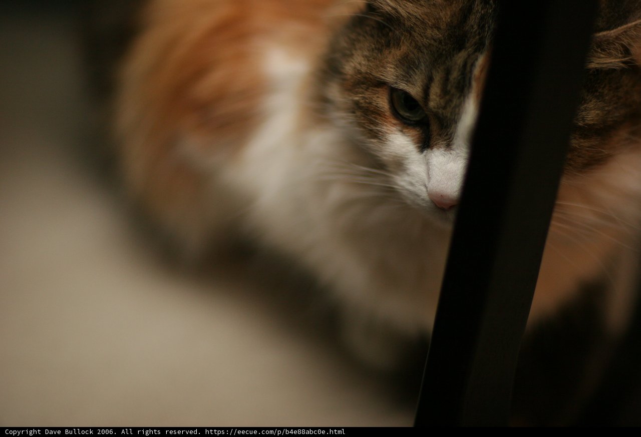 Purrfectly Posing