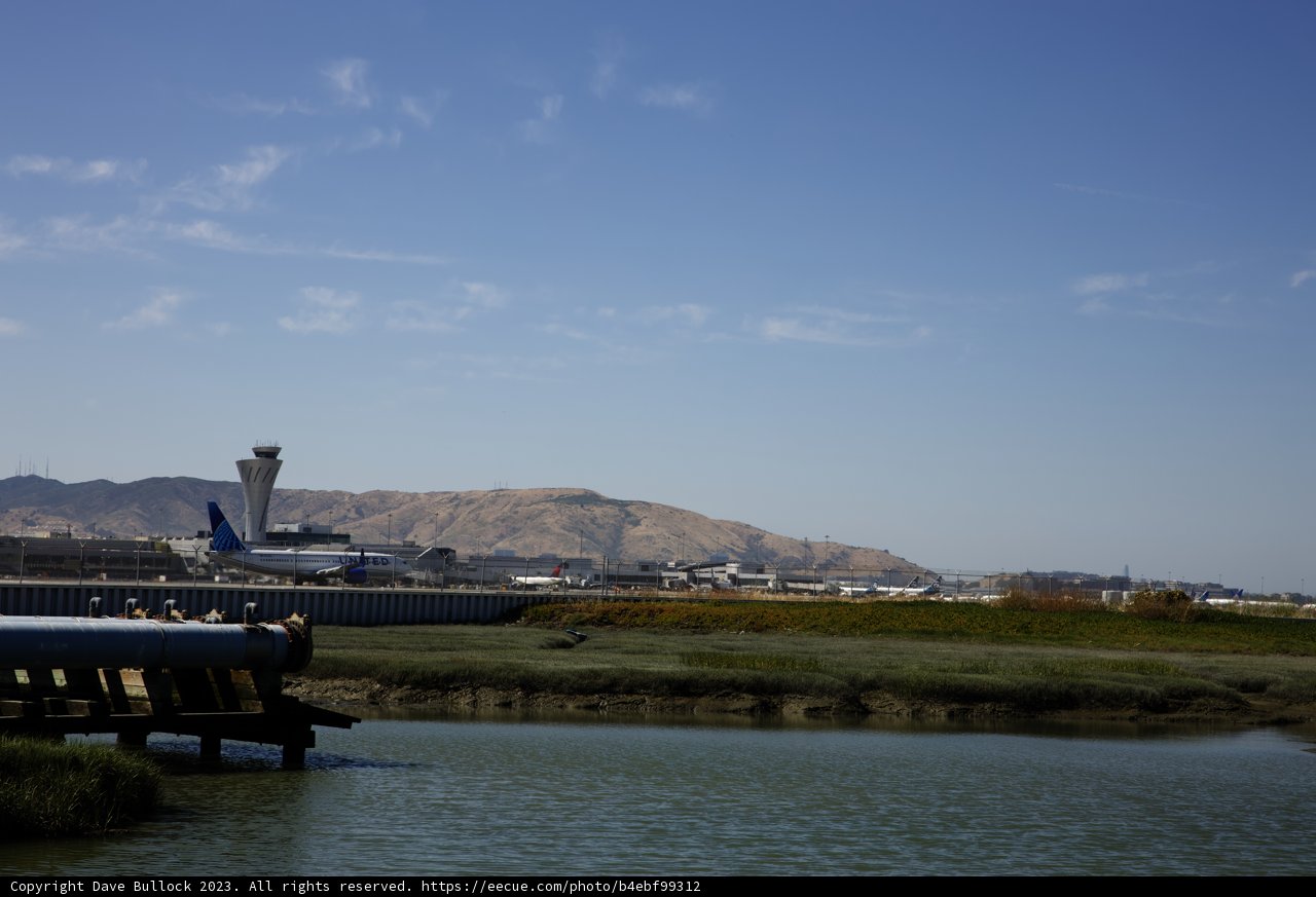 Flight and Flock at Millbrae's Waterfront