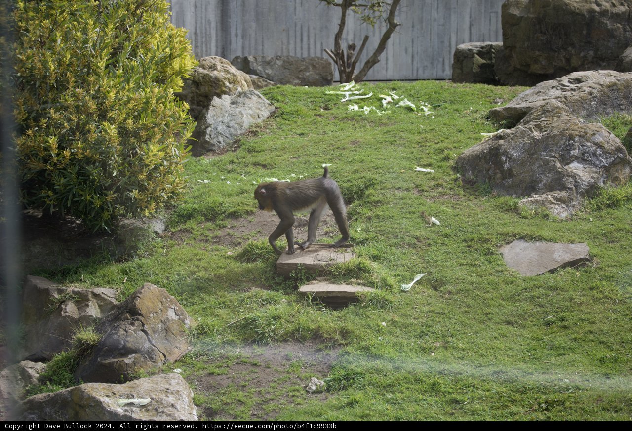 Primate Promenade at SF Zoo, 2024