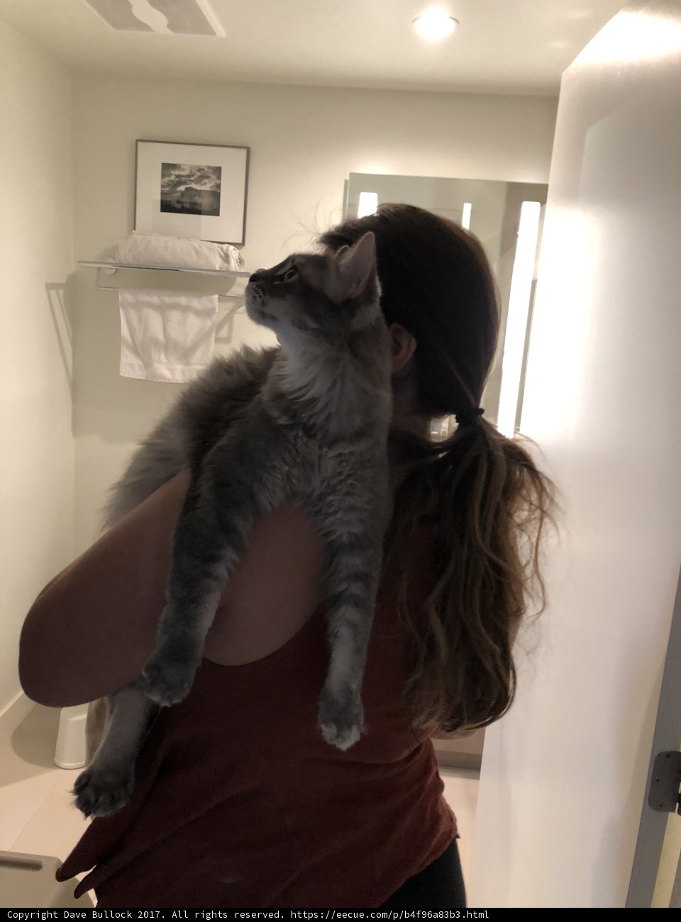 A Woman and Her Feline Companion