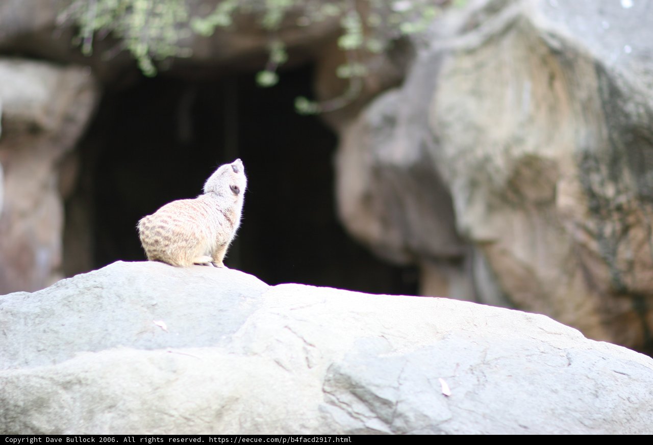 Kit Fox Sitting on a Rock