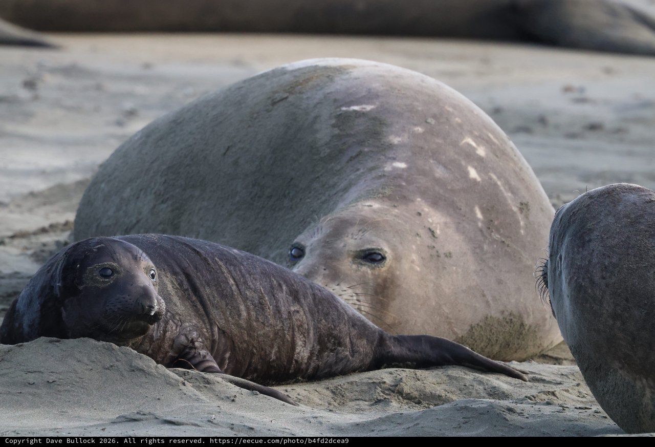Elephant Seal Mother and Pup at Drakes Beach