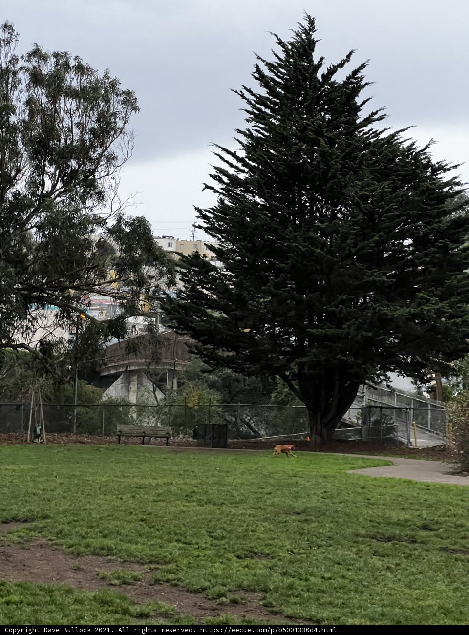 Majestic Evergreen Tree in the Park