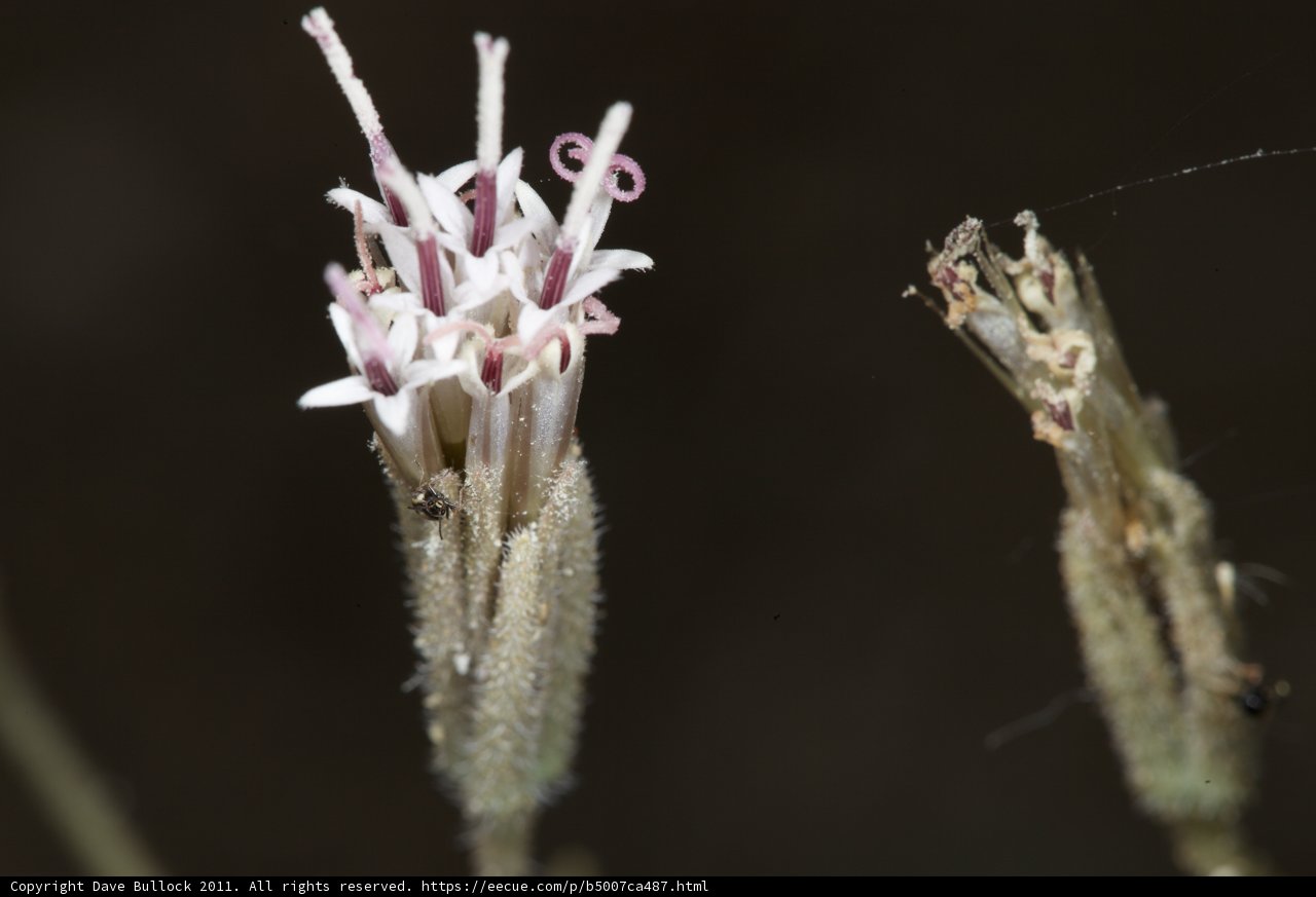Pink and White Petals