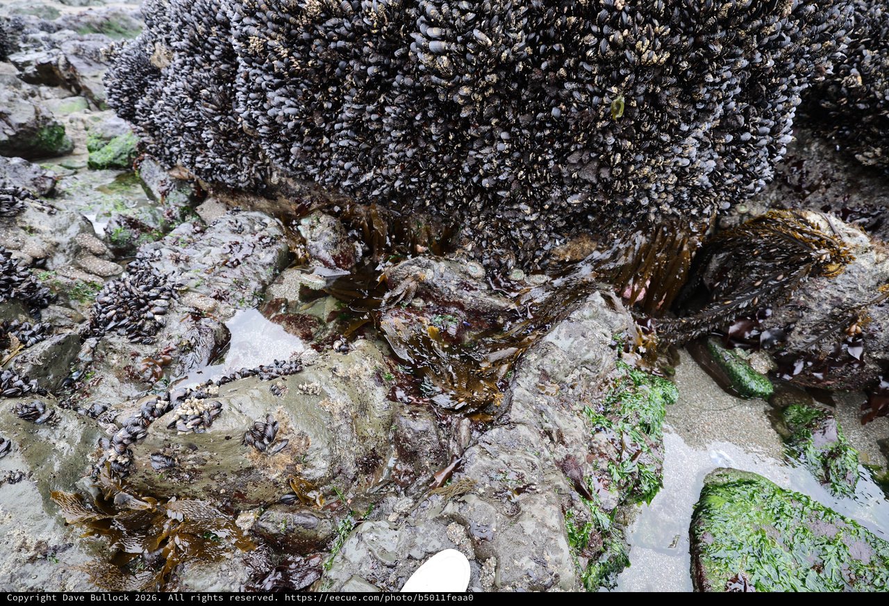 Dense Mussel Colony Thriving on Coastal Tide Pool Rocks