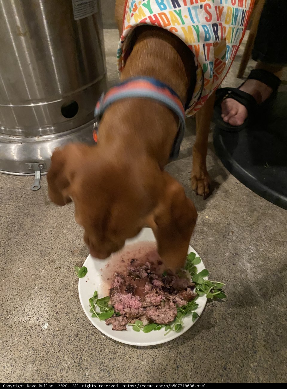 Hungry Hound Devours Delightful Dinner