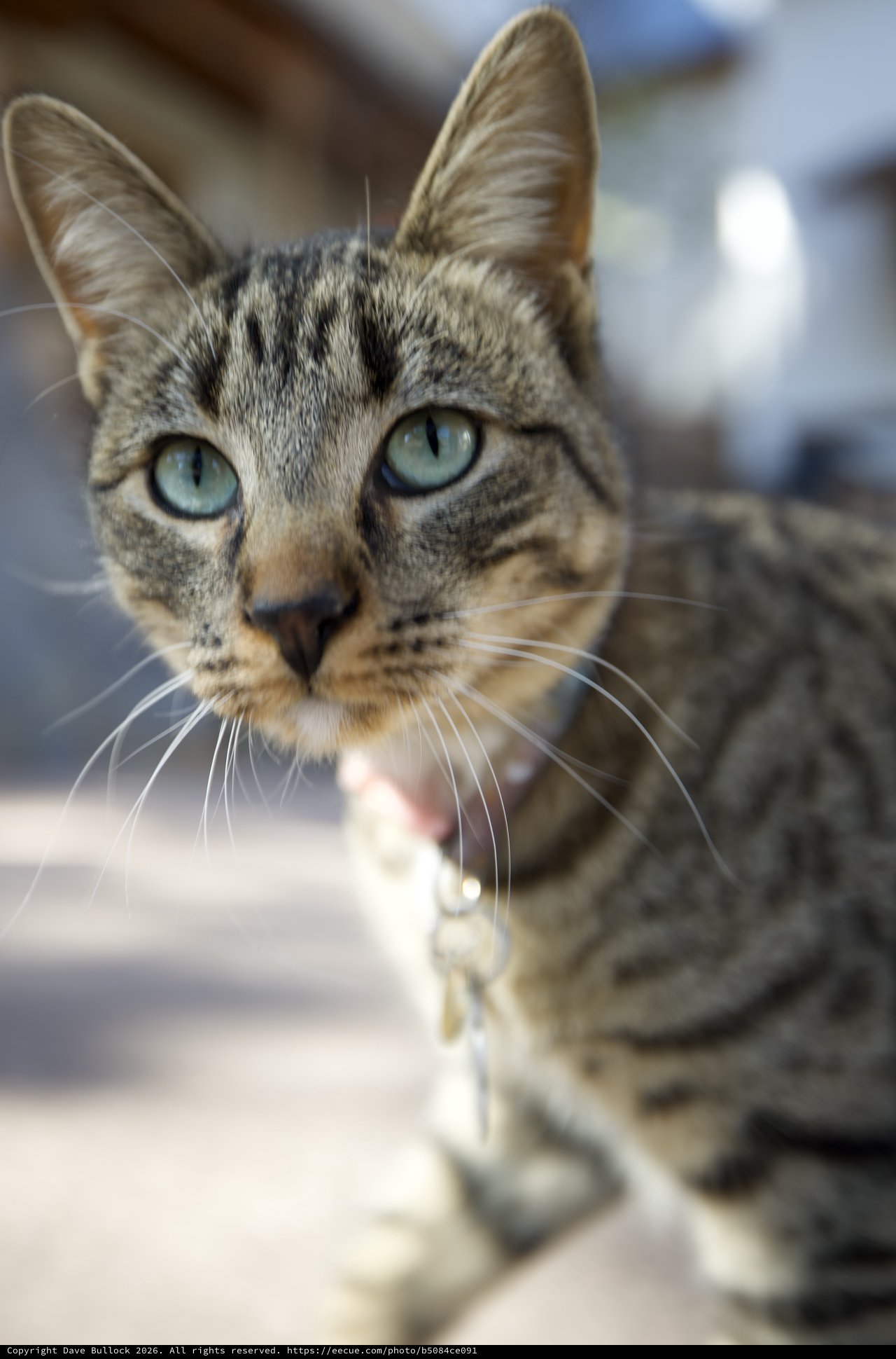 Curious Tabby Cat with Striking Blue-Green Eyes