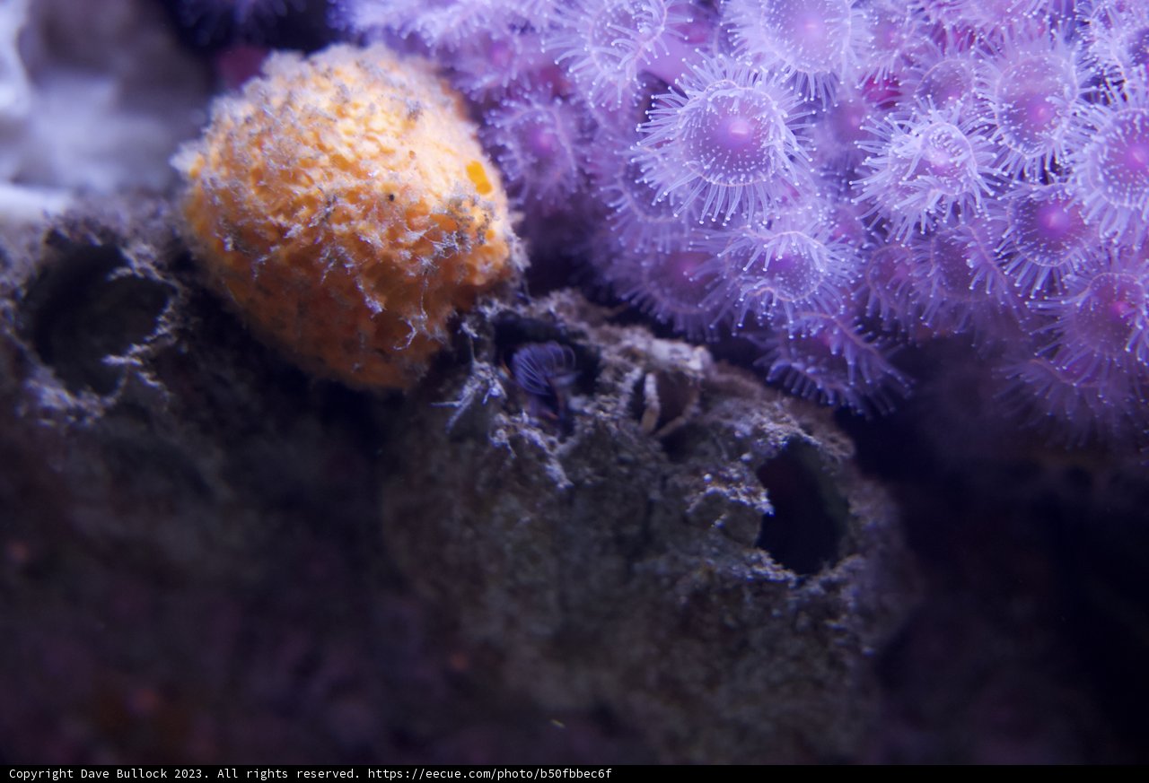 Vibrant Vignettes from the Deep - The Purple Sea Anemone