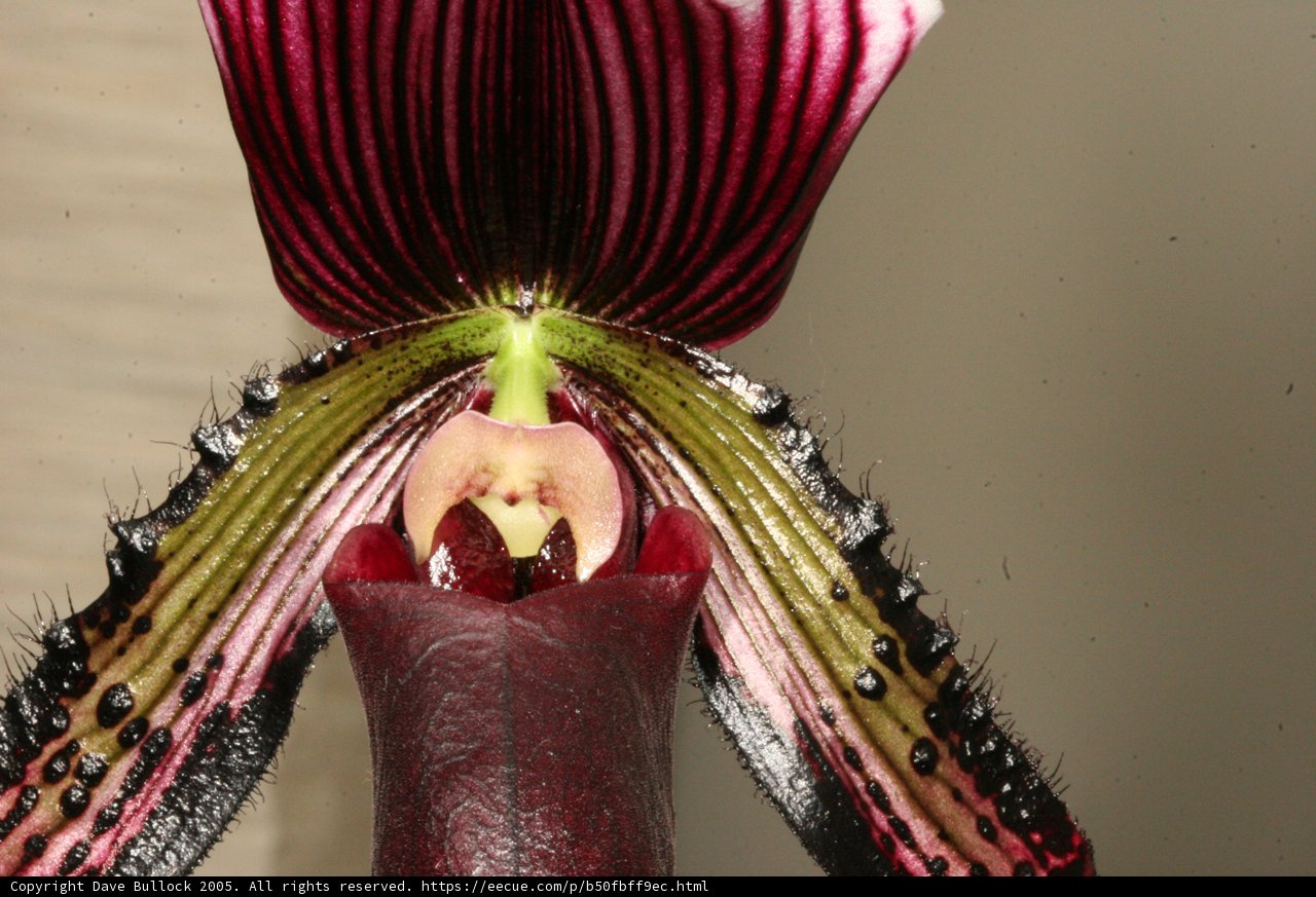 Delicate Orchid Blossom