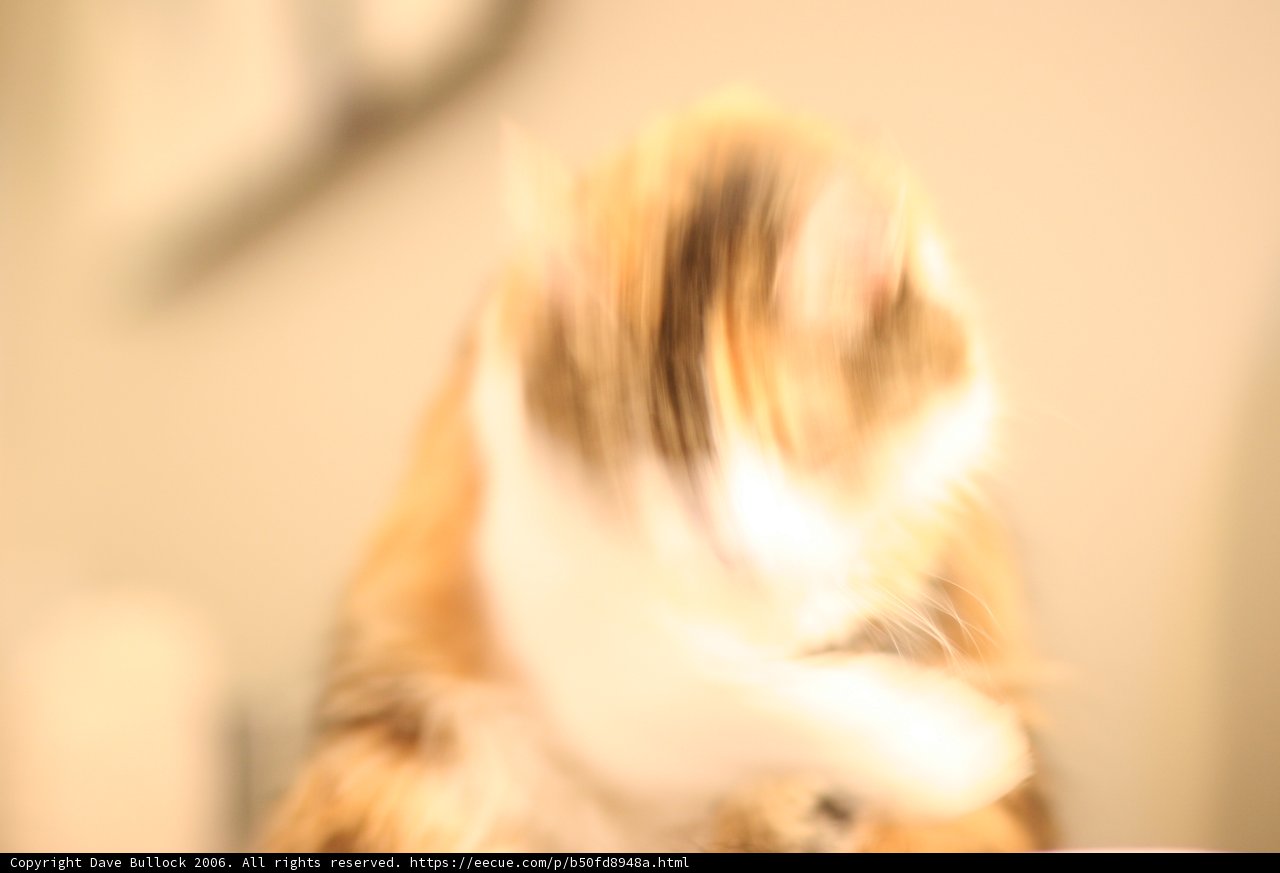 Fuzzy Feline Friend