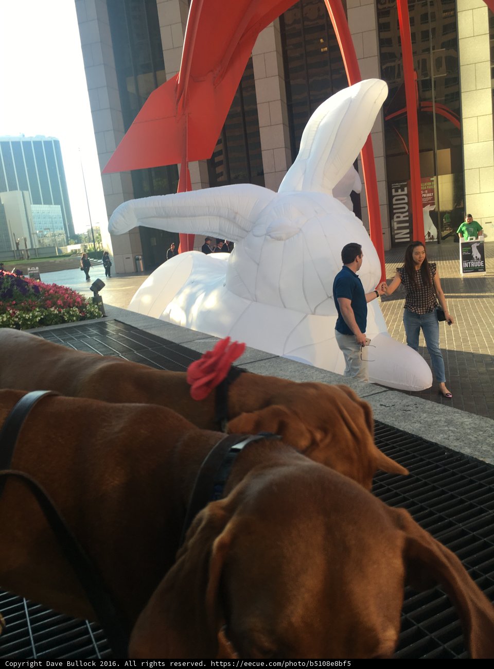 Puzzled Pup and the Inflatable Rabbit