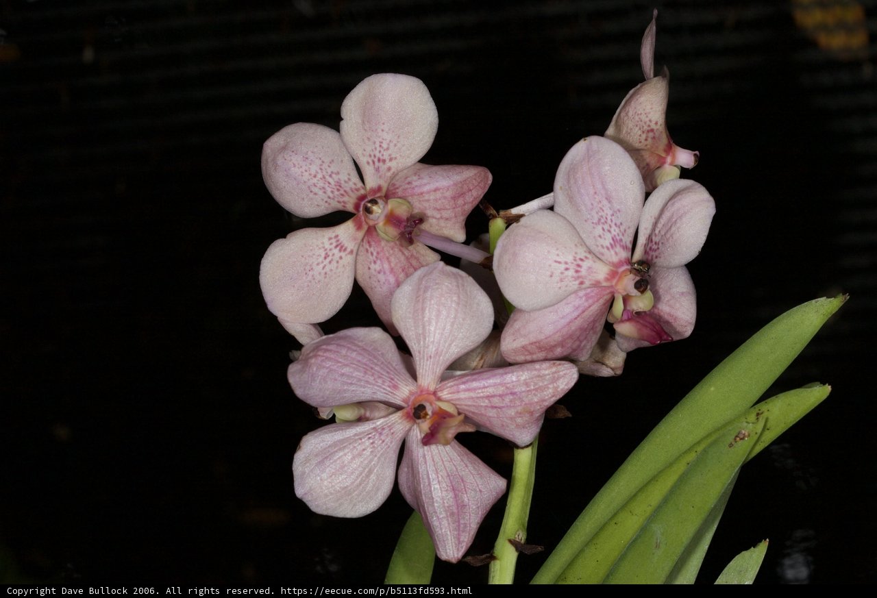 Pink Orchid with White Spots