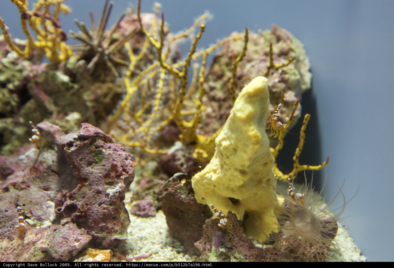 Yellow Sponge on a Coral Reef