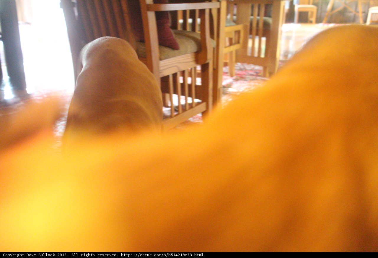 Curious Dog Observing Room
