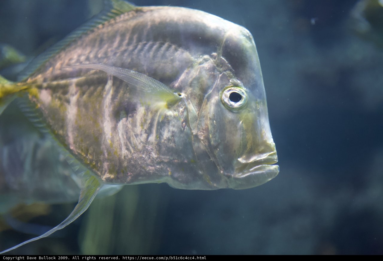 Mysterious Aquatic Creature