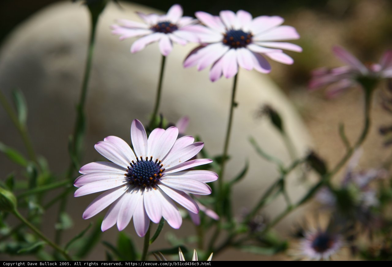 A Bunch of Fresh and Colorful Daisies