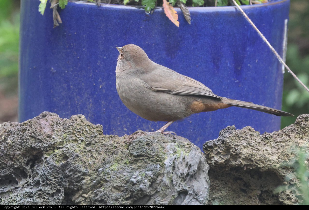Gray-Brown Bird Perched on Textured Stone Wall