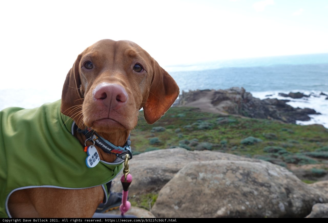 Stylish Dog in Green Jacket