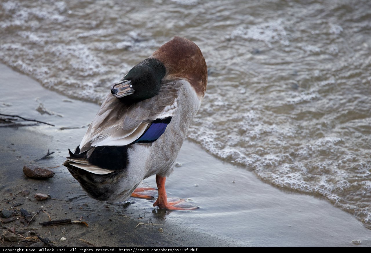 The Serene Lakeside Watcher: A Majestic Mallard at Merced