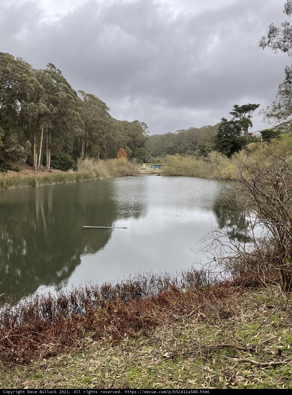 Tranquility in Pine Lake Park