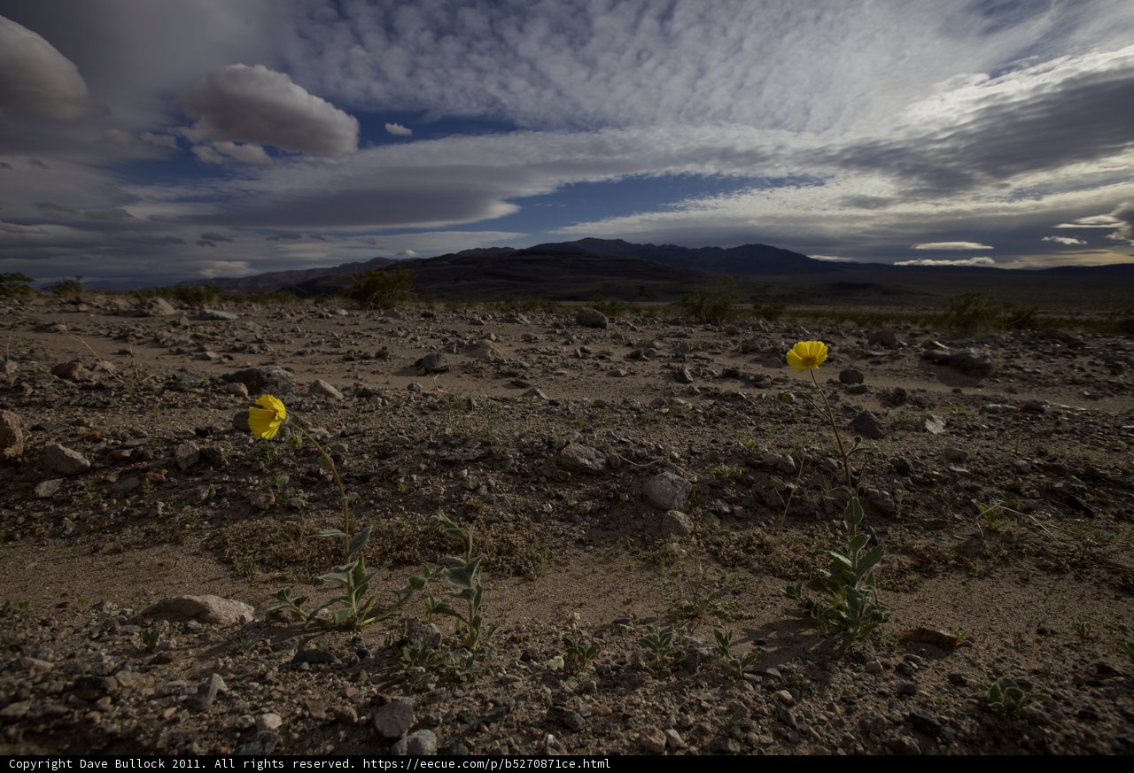 Sunny Bloom in a Barren Land