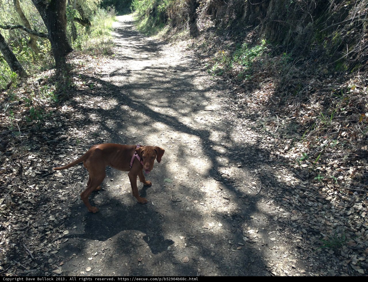 Exploring the Woodland Path