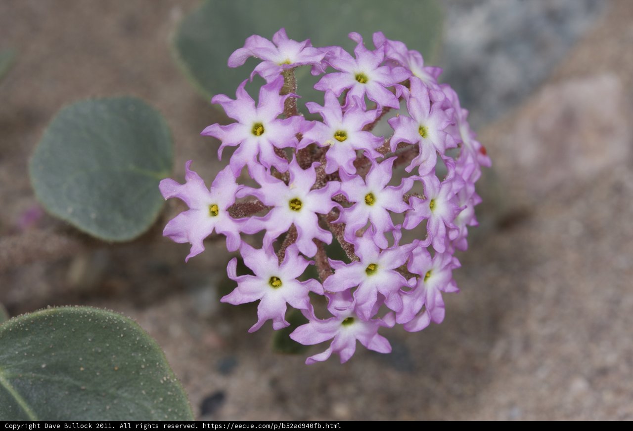 Purple Geranium Flower on Sandy Ground