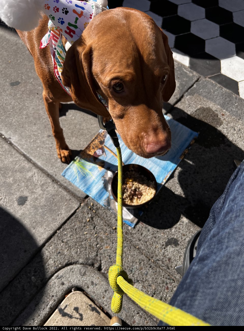 Stylish Dog Walk in the City