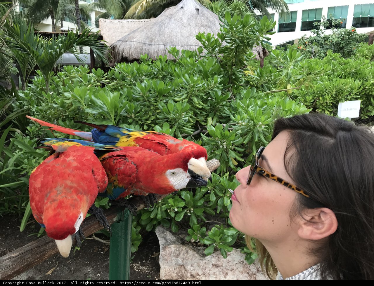 Loving Kiss from a Parrot