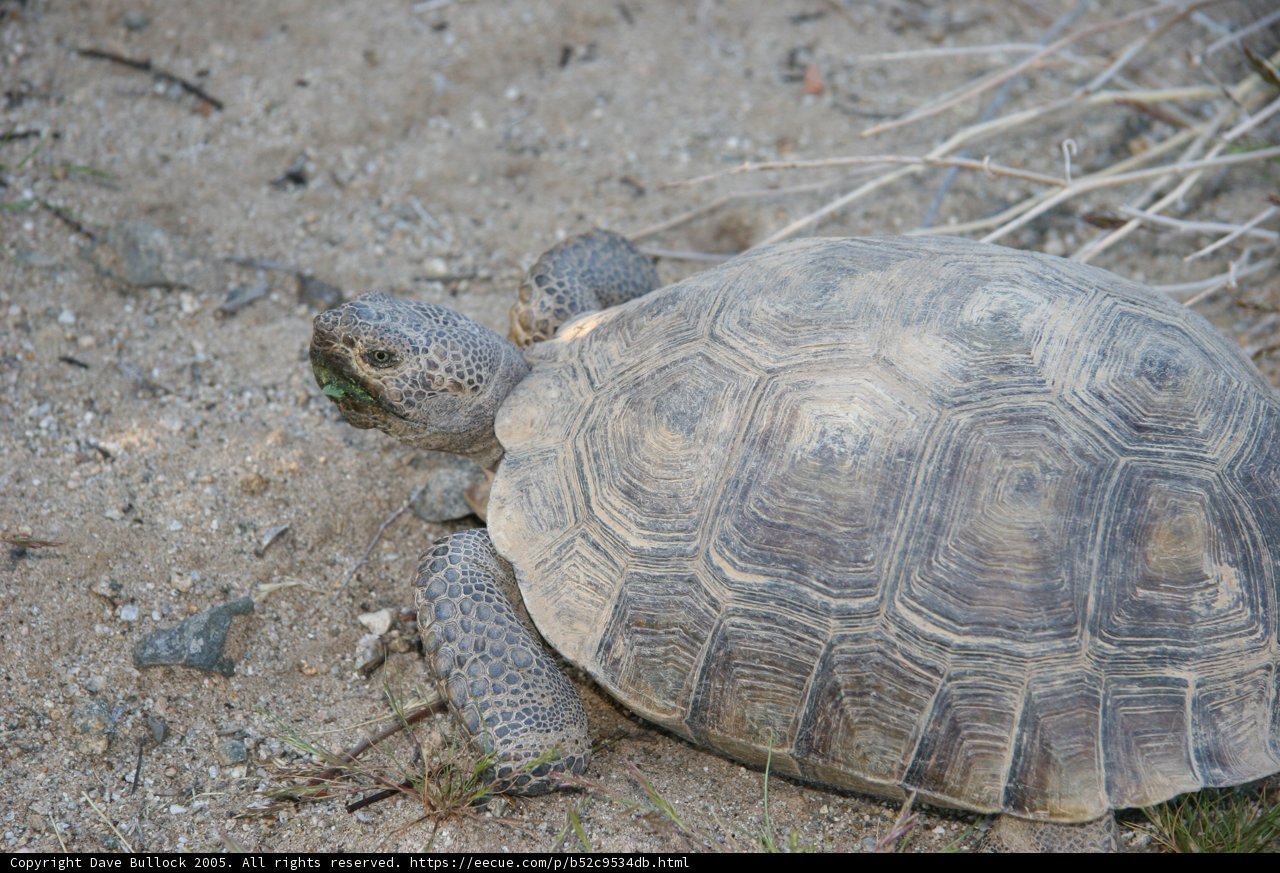 Grounded Turtle