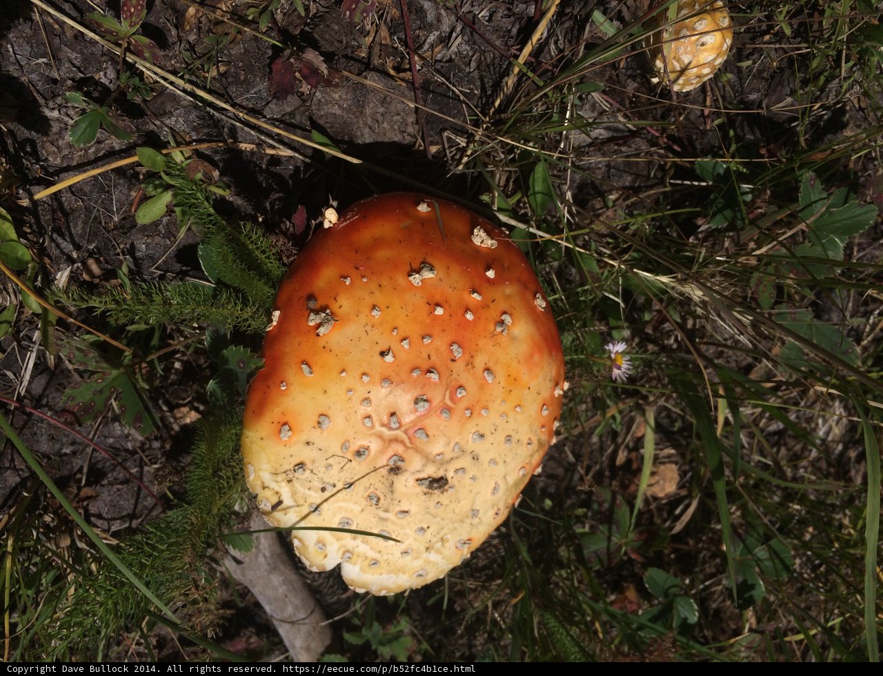 Santa Fe's Colorful Amanita Mushroom