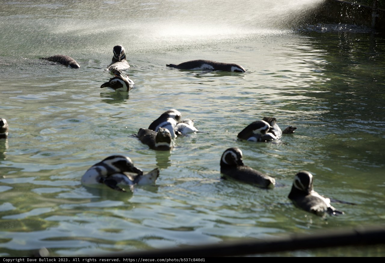 Penguin Pool Party at SF Zoo, November 2023