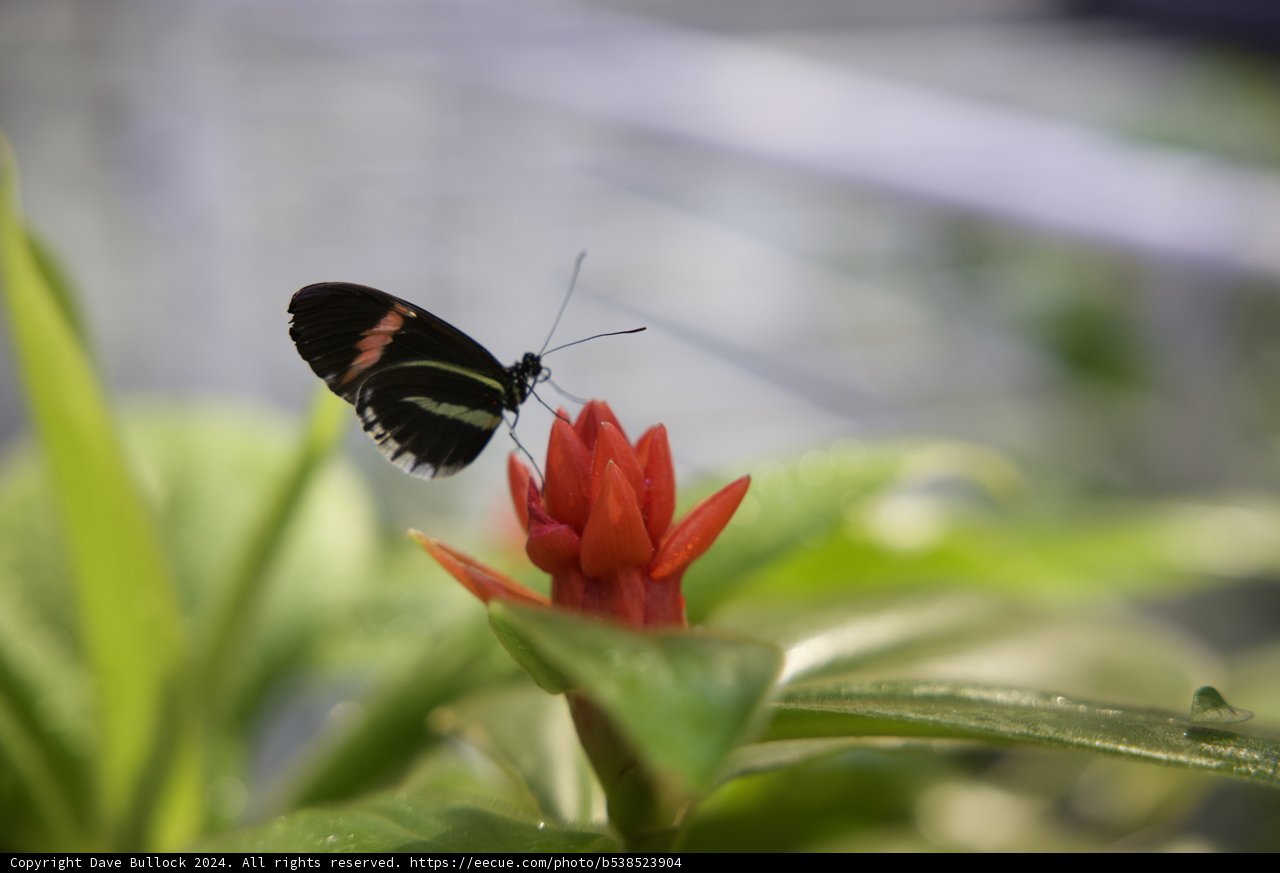 Harmony in Contrast: A Monochrome Visitor